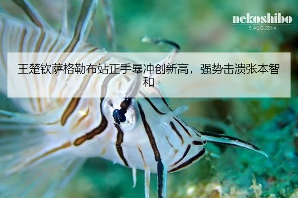wang-chu-qin-sa-ge-lei-bu-zhan-zheng-shou-bao-chong-chuang-xin-gao-qiang-shi-ji-kui-zhang-ben-zhi-he-3-505.jpg